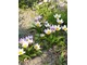 Tulipa bakeri "Lilac Wonder"