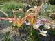 Tulipa acuminata z grupy tulipanów botanicznych