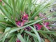 Tulipa linifolia "Little Beauty" silnie rośnie i kwitnie w marcu-kwietniu. Osiąga wysokośc 10 cm
