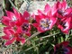 Tulipa linifolia "Little Beauty" - tulipan botaniczny
