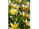 Tulipa tarda