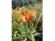 Tulipa whittalli