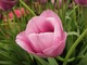 Tulipan "Violet Beauty", fot. Joanna Tworek