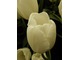 Delikatny tulipan i białych kwiatach, fot. Joanna Tworek
