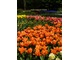 Tulipany w dużych grupach w połączeniu z innymi roślinami cebulowymi