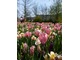 Tulipany w stonowanych barwach