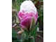 Tulipan "Ice Cream" ma niezwykły kwiat, adekwatny do nazwy