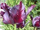 Tulipan  "Black Parrot" - czarny kwiat w dodatku postrzępiony