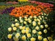 Tulipany w holenderskich ogrodach Keukenhof