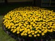 Tulipany "Yellow Baby" posadzone w okrągłej rabacie - wspaniała, kolorowa wyspa