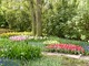 Kolorowe tulipany i inne rośliny cebulowe