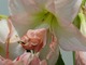 Hippeastrum "Double Record"