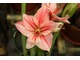 Hippeastrum "Gervase"