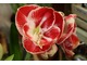 Hippeastrum "Prelude"