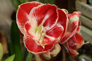 Hippeastrum "Prelude"