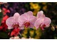 Najbardziej zachwycały kolorowe okazy storczyków z rodzaju Phalaenopsis