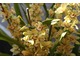 Cymbidium