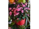 Obficie kwitnący różanecznik japoński  (azalia japońska) 
