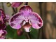 Phalaenopsis o ciekawej barwie