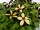 Petunia "Mystical" w czarno - żółte pasy