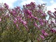 Duże okazy magnolii kwitły już w kwietniu