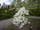Kwiat gruszy wierzbolistnej (Pyrus salicifolia)