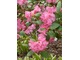 Rhododendron o różowych kwiatach