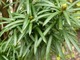 Cephalotaxus harringtonia "Fastigiata" - głowocis japoński odm. kolumnowa posiada bardzo efektowne. zimozielone, miekkie igły