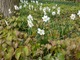 Epimedium to doskonałe towarzystwo dla roślin cebulowych, zwłaszcza białych narcyzów