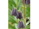 Czarny kwiat szachownicy perskiej (Fritillaria persica)