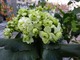  Kalanchoe blossfeldiana - kalanchoe Blossfelda