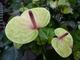  Anthurium - Anturium należy do roślin egzotycznych z rodziny obrazkowatych (Araceae), których ojczyzną są tropikalne lasy Ameryki Południowej