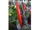 Vriesea splendens "Flaming Sword" - frizea lśniąca