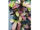 Croton to jedna z najpopularniejszych roślin doniczkowych o niespotykanych kolorach liści