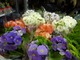 Kolekcja pierwiosnków kubkowatych - Primula obconica