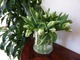Bukiet zielono-białych tulipanów z grupy Parrot