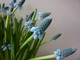 Muscari "Blue Magic"