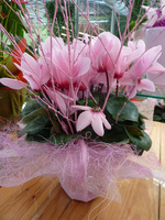 Galeria przybranych kwiatów na okazjonalne prezenty (Flora Point Anin)