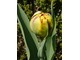 Kwitły pełne tulipany