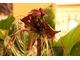 Kwiat - nietoperz, Tacca chantrieri "Black Beauty" pochodzi z tropikalnych rejonów Afryki, Australii i Azji