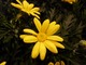Ciekawe Argyranthemum