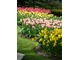 Można nimi tworzyć wiele barwnych kombinacji z innymi kwiatami cebulowymi np. tulipanami