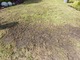 Trawnik zniszczony nadmiernym deptaniem