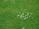 Trawniki ze stokrotkami malowniczo wyglądają. Nie wszyscy usuwają stokrotki