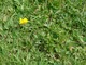 Na takie zachwaszczone trawniki pomoże herbicyd selektywny (zwalcza rośliny dwuliścienne w trawniku)