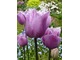 Wiosną główne role na rabatach grają tulipany