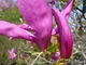 Kwiat magnolii "Susan"