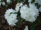 Rhododendron dauricum "April Snow"