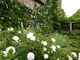Białe roże w Białym Ogrodzie w Sissinghurst