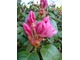 Rhododendron williamsianum "Humming Bird"